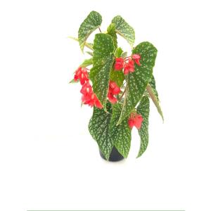 赤い花の咲く観葉植物の商品一覧 通販 Yahoo ショッピング