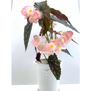 ベゴニア 木立性 月宮殿 Gekkyuden D1Mの商品画像