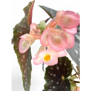 ベゴニア 木立性 月宮殿 Gekkyuden D1Mの詳細画像2