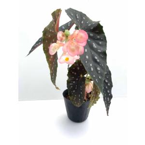 ベゴニア 木立性 月宮殿 Gekkyuden D1Mの詳細画像3