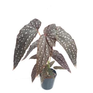 SALE! ベゴニア 木立性 シャロン シーラ...の詳細画像2