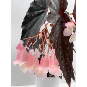SALE! ベゴニア 木立性 シャロン シーラ...の詳細画像5