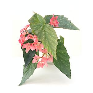 ベゴニア 八重の商品一覧 通販 Yahoo ショッピング