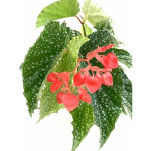 ベゴニア 木立性 アラモ オレ Alamo O...の詳細画像4