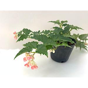 ベゴニア 木立性 タイニージェム(つる性) T...の詳細画像3