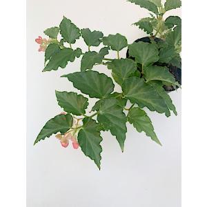 ベゴニア 木立性 タイニージェム(つる性) T...の詳細画像4