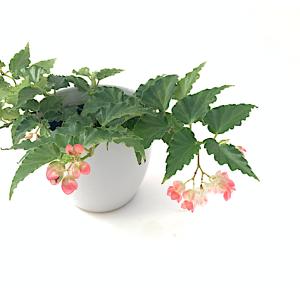 ベゴニア 木立性 タイニージェム(つる性) T...の詳細画像5