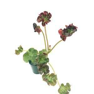 ベゴニア 根茎性 原種　cf.アウリクラータ　cf.auriculata B2RB