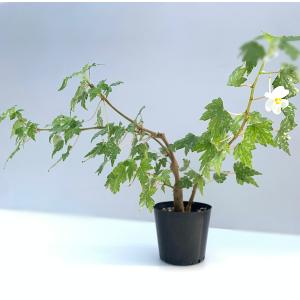 ベゴニア 原種 球根性 塊根 ドレゲイ (水玉...の詳細画像1