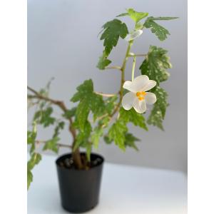 ベゴニア 原種 球根性 塊根 ドレゲイ (水玉...の詳細画像2