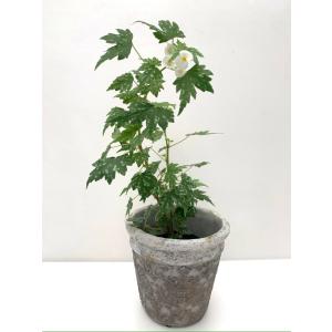 ベゴニア 原種 球根性 塊根 ドレゲイ (水玉...の詳細画像4
