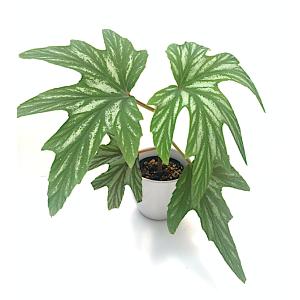 ベゴニア 木立性 原種　アコニティフォリア　B.aconitifolia D2M