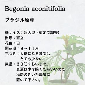 ベゴニア 木立性 原種 アコニティフォリア B...の詳細画像4