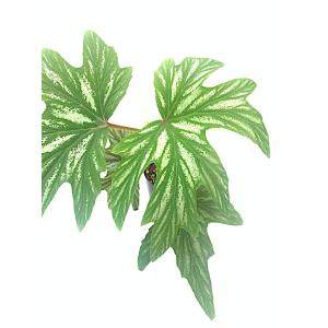 ベゴニア 木立性 原種 アコニティフォリア B...の詳細画像2