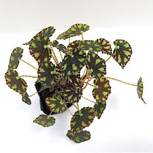 ベゴニア 根茎性 原種 ボウエレニグラマルガ B...の商品画像