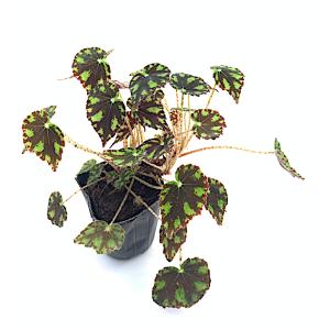 ベゴニア 根茎性 原種 ボウエレニグラマルガ ...の詳細画像1