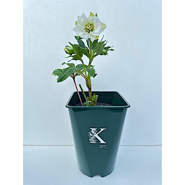 プラスチック　５号角鉢（グリーン）１個