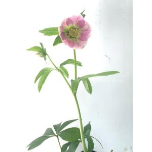 花郷園 Kagoen Nursery クリスマスローズ開花予定株 Yahoo ショッピング