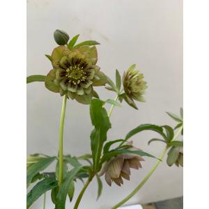 花郷園 Kagoen Nursery クリスマスローズ開花予定株 Yahoo ショッピング