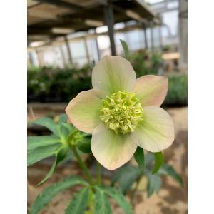 花郷園 Kagoen Nursery クリスマスローズ開花予定株 Yahoo ショッピング