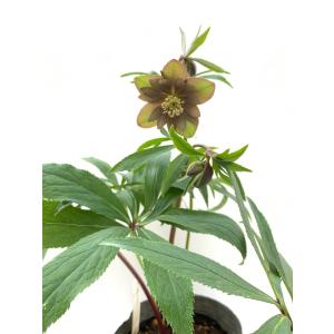 花郷園 Kagoen Nursery クリスマスローズ開花予定株 Yahoo ショッピング