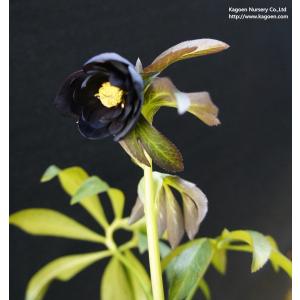 すべての美しい花の画像 50 素晴らしいクリスマス ローズ 黒姫