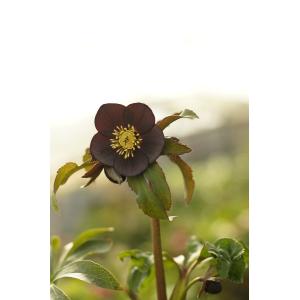 すべての美しい花の画像 50 素晴らしいクリスマス ローズ 黒姫