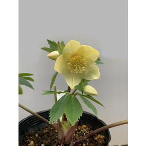 花郷園 Kagoen Nursery クリスマスローズ開花予定株 Yahoo ショッピング