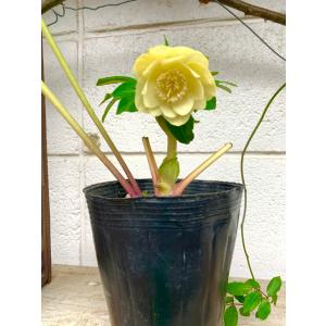 花郷園 Kagoen Nursery クリスマスローズ開花予定株 Yahoo ショッピング