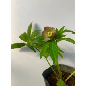 花郷園 Kagoen Nursery クリスマスローズ開花予定株 Yahoo ショッピング