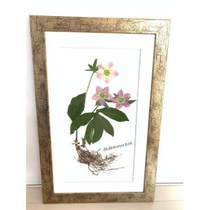 010 クリスマスローズ根付き押し花 原種リグリクス : 花郷園 KAGOEN