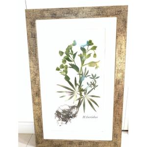 010 クリスマスローズ根付き押し花 原種リグリクス : 花郷園 KAGOEN