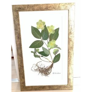 010 クリスマスローズ根付き押し花 原種リグリクス : 花郷園 KAGOEN