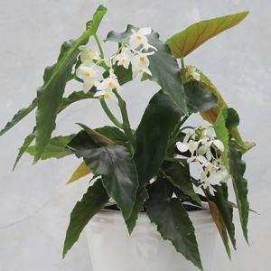 木立性ベゴニア 白の商品一覧 通販 Yahoo ショッピング