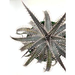 観葉植物　ディッキア 205  Dyckia Nagas Hybrid PS03 Sueb Hybrid｜kagoen-nursery