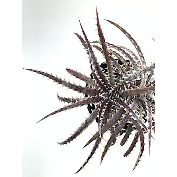 観葉植物　ディッキア 243　Dyckia ( Infra  Red × ＃９５) × &apos;Heven...