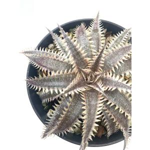 観葉植物　ディッキア 55  D.Bromeliad Cultivar register 16135 Purple Silver Ball｜kagoen-nursery