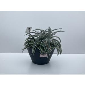 観葉植物　ディッキア 120  D．Quantum  × Bill Baker Panus Hybrid｜kagoen-nursery