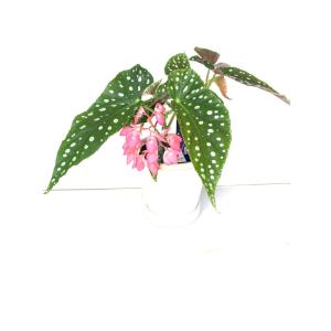 陶器鉢 グロッシーポット ホワイト 4号の詳細画像1