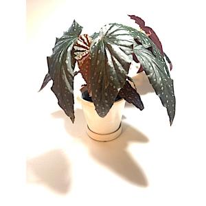 陶器鉢 グロッシーポット ホワイト 4号の詳細画像3