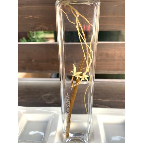 花咲くハ―バリウム　エピデンドラム　Epidendrum 17