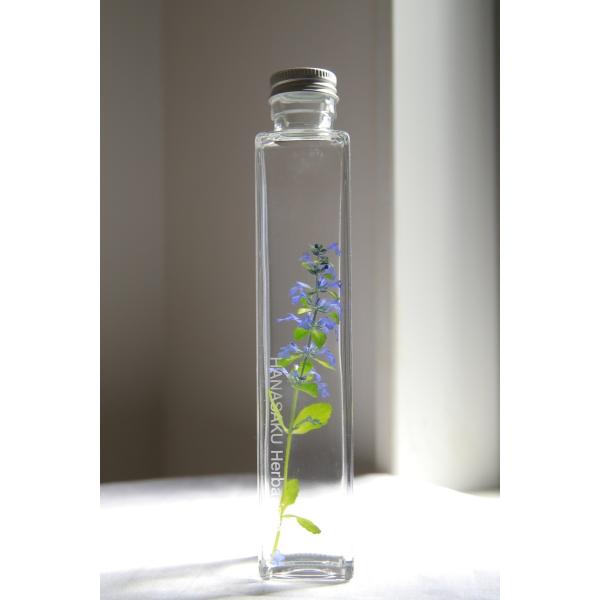 花咲くハーバリウム　アジュガ　レプタンサス 21