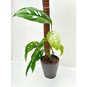 アデニウム　タイソコトラナム　コレクション株　大株 アデニウム タイソコトラナム 特選大株 | BizarrePlants Ueshin