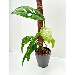 1(現品）Monstera obuliqua Tahuayo River Yogu Loreto Peru New sp.2021｜kagoen-nursery