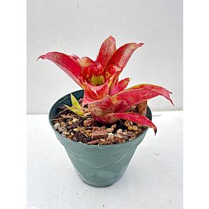 タンクブロメリア　3種8株セット 送料1/2】ネオレゲリア タンクブロメリアセット(PX) 3号8入り