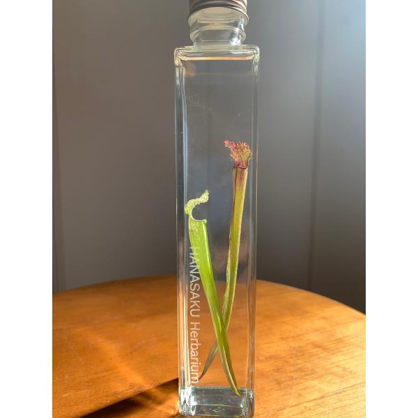 花咲くハーバリウム　サラセニア　Sarracenia Stevensii 23