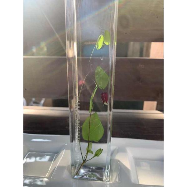 花咲くハーバリウム　クレマチス 3