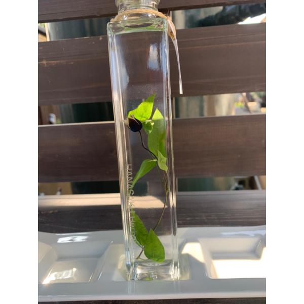 花咲くハーバリウム　クレマチス 4