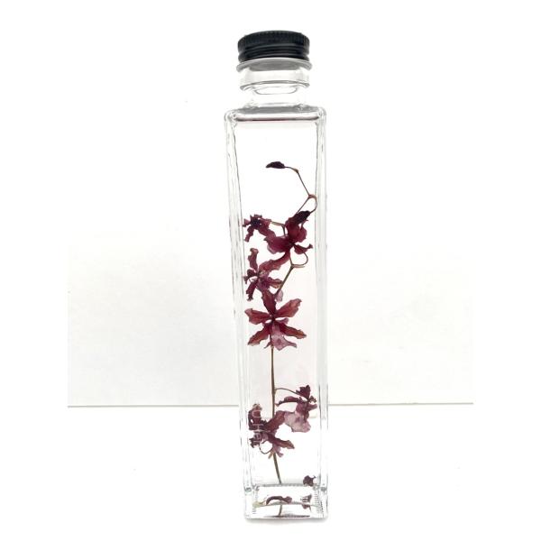 花咲くハーバリウム　オンシジューム　シャリーベイビー 510