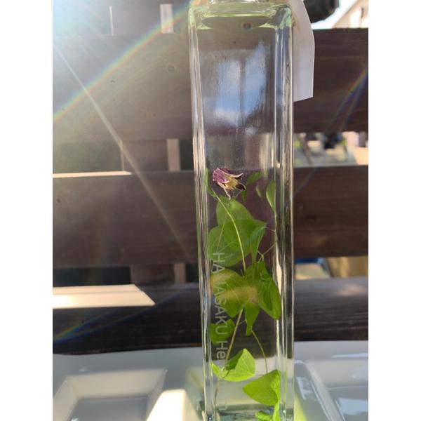 花咲くハーバリウム　クレマチス 5